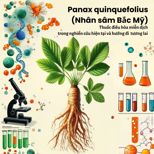 Picture for blog post Khám Phá Công Dụng Của Polysaccharide Trong Nhân Sâm Bắc Mỹ